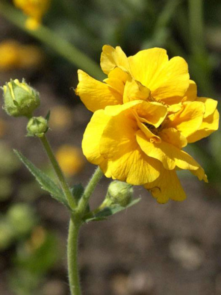 Geum chiloense &#039;Goldball&#039; (syn. &#039;Lady Strathaden&#039;), Nelkenwurz