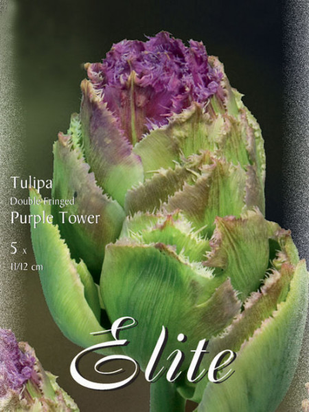 Gefüllte gefranste Tulpe &#039;Purple Tower&#039; (Art.Nr. 595537)