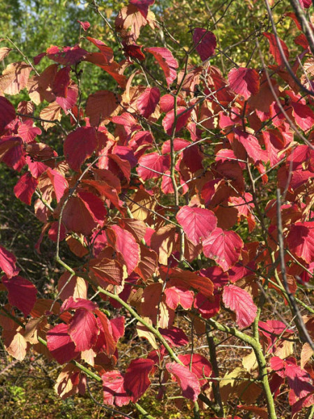 Herbstfärbung der roten Zaubernuss