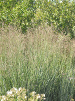 Panicum virgatum 'Heavy Metal' (M), Blaulaubige Ruten-Hirse, Zier-Hirse