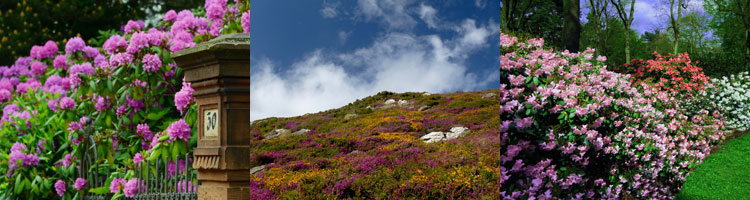 rhododendron-heidegarten