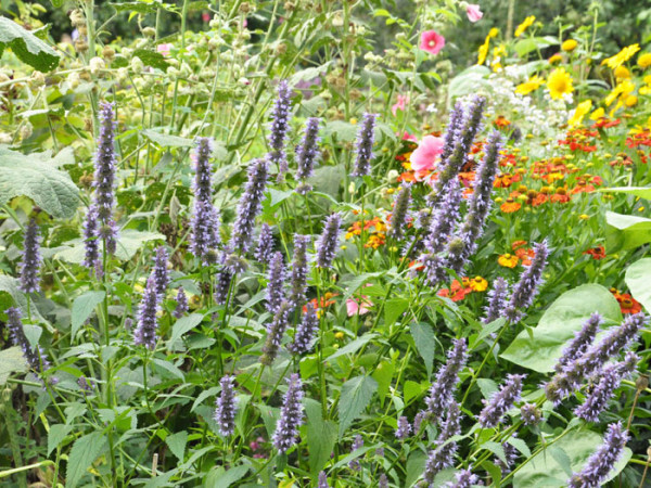 Agastache rugosa &#039;Black Adder&#039;® (M), asiatische Duftnessel &#039;Black Adder&#039;