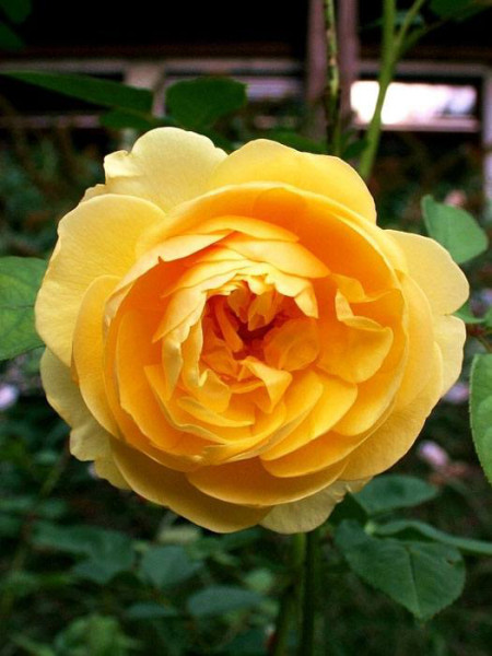 Blüte der Rose Graham Thomas