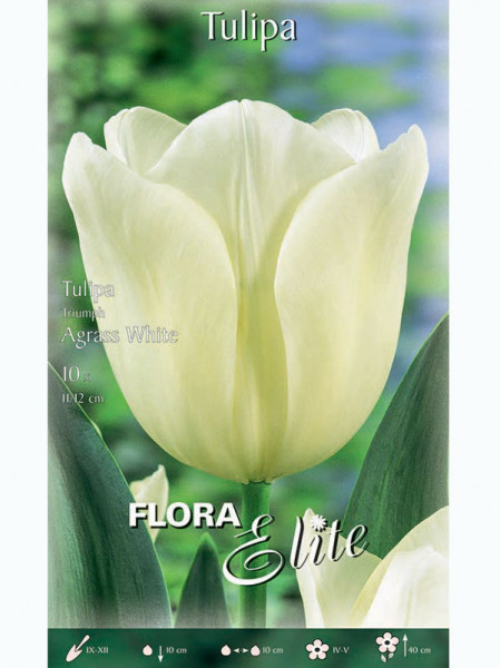 Triumph-Tulpe &#039;Agrass White&#039; (Art.Nr. 595193)