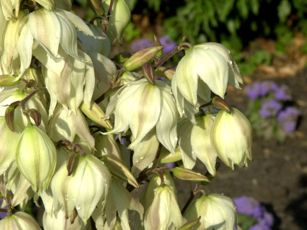 Yucca filamentosa &#039;Colour Guard&#039;, Palmlilie