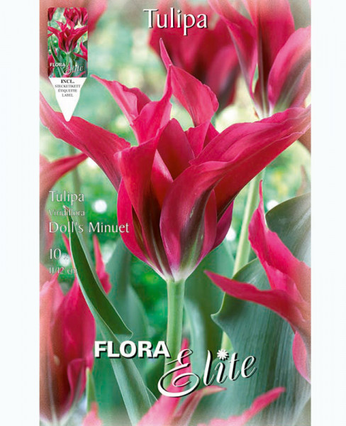 Viridiflora Tulpe &#039;Doll&#039;s Minuett&#039; (Art.Nr. 5956120)