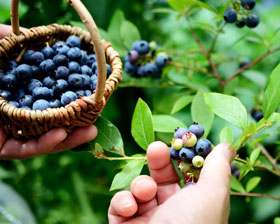 Heidelbeeren-ernten