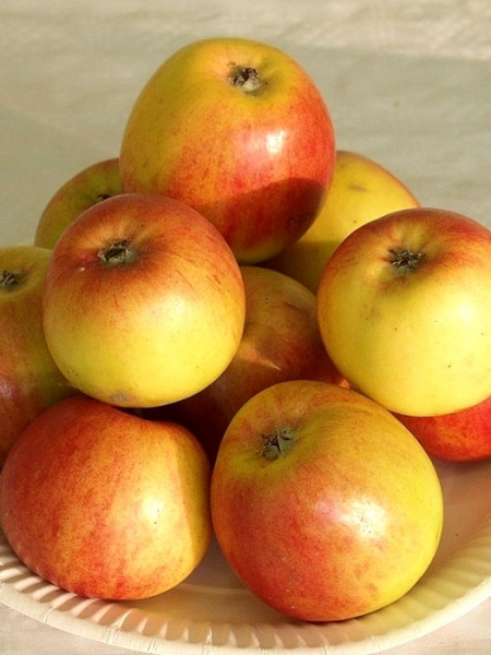 Der Apfel 'Geheimrat Oldenburg'