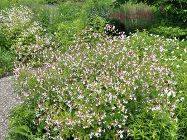 Gillenia trifoliata, Dreiblattspiere