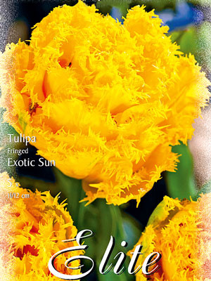 Gefüllte gefranste Tulpe &#039;Exotic Sun&#039; (Art.Nr. 595534)