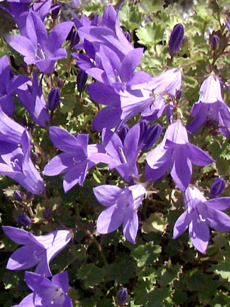 Campanula portenschlagiana &#039;Birch&#039;, Polsterglockenblume, Teppichglockenblume