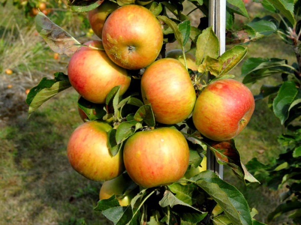 Säulenapfel &#039;Rondo&#039; ®, Malus domestica &#039;Rondo&#039;