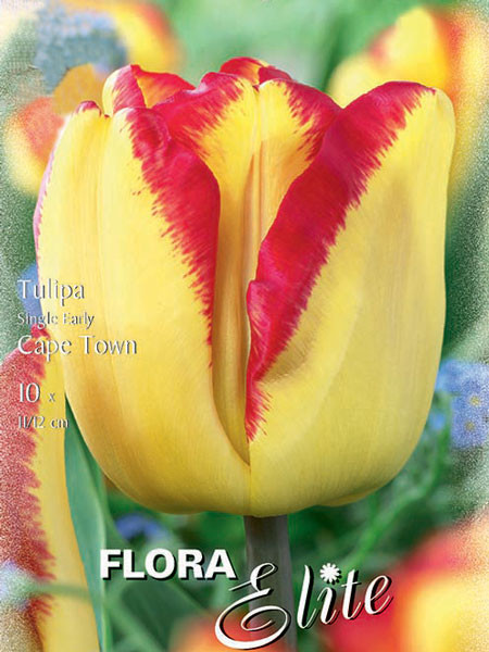 Einfache frühe Tulpe &#039;Cape Town&#039; (Art.Nr. 595103)