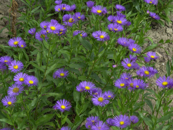 Erigeron x cultorum &#039;Dunkelste Aller&#039;, Feinstrahlaster