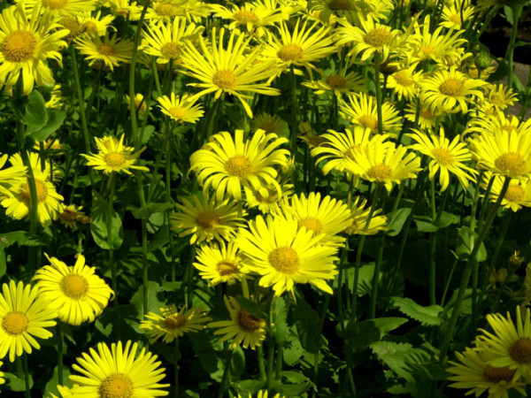 Doronicum orientale &#039;Magnificum&#039;, Gemswurz, Kaukasus-Gämswurz