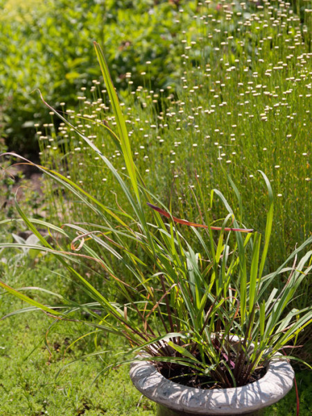 Lemongras, Zitronengras, Cymbopogon citratus