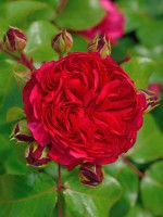 Rose Red Leonardo da Vinci ® - Meilland