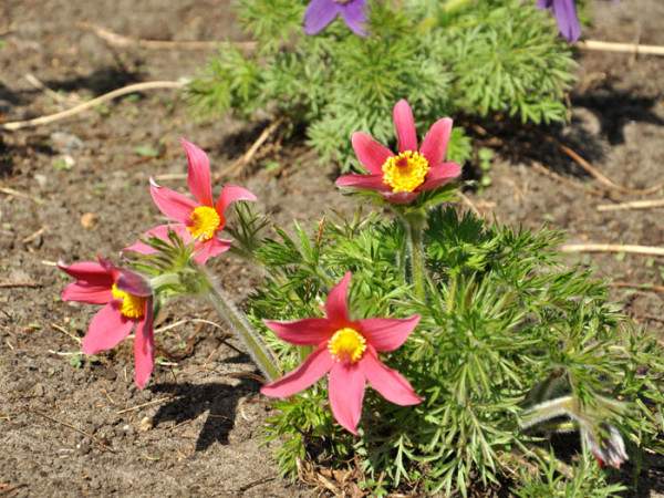 Pulsatilla vulgaris &#039;Rubra&#039; (M), Rote Küchenschelle