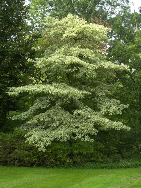 Cornus controversa &#039;Variegata&#039;