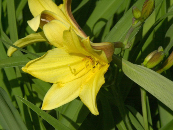 Hemerocallis Hybride &#039;Buried Treasure&#039;, Taglilie