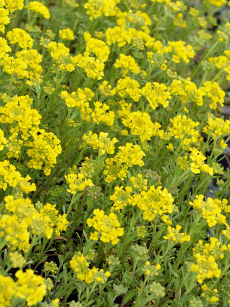 Alyssum montanum &#039;Berggold&#039;, Steinkraut, Steinkresse, Bergsteinkraut