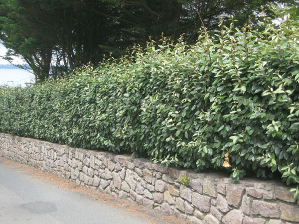 elaeagnus-ebbingei-wintergr-ne-lweide