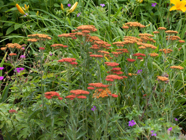 Achillea filipendulina &#039;Feuerland&#039;, Schafgarbe &#039;Feuerland&#039;, rote Goldquirl-Garbe