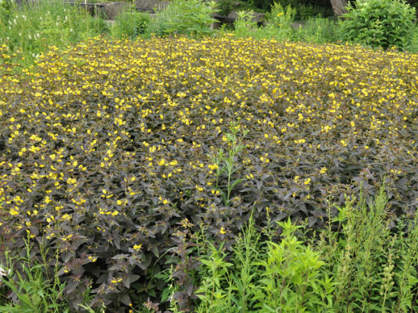 Lysimachia ciliata &#039;Firecracker&#039;, Bronze-Felberich, Gelbweiderich