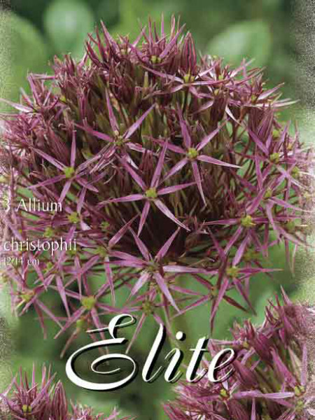 Allium &#039;Christophii&#039; (Art.Nr. 596304)