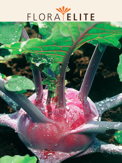 Kohlrabi 'Delikateß Blauer' (Art.Nr. 21225)