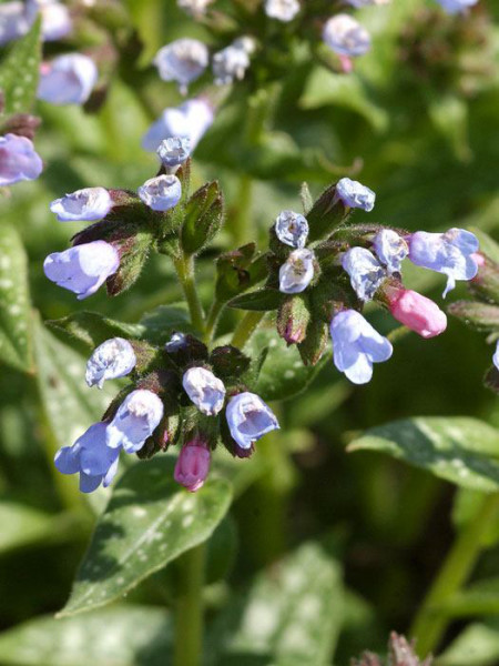 Pulmonaria saccharata &#039;Opal&#039;, Geflecktes Lungenkraut