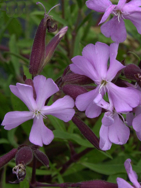 Saponaria x lempergii &#039;Max Frei&#039;, Sommer-Seifenkraut