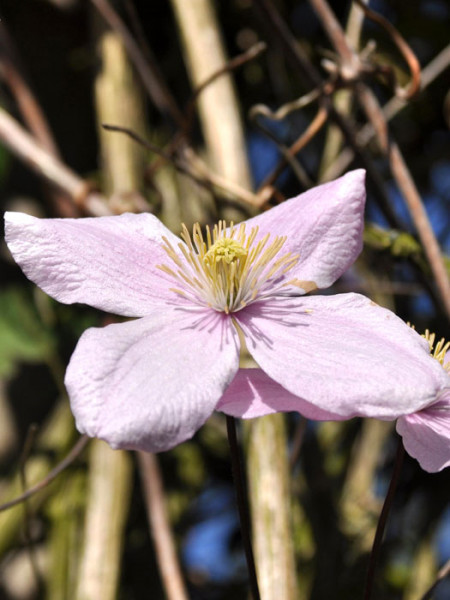 Einzelne Blüte der Anemonenwadrebe 'Rubens'