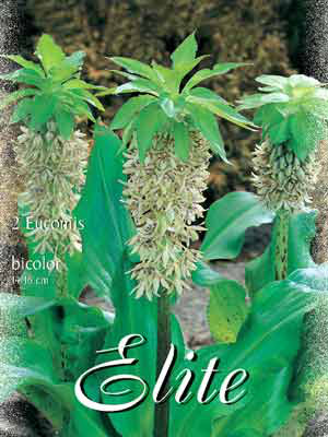 Schopflilie, Eucomis bicolor (Art.Nr. 521174)