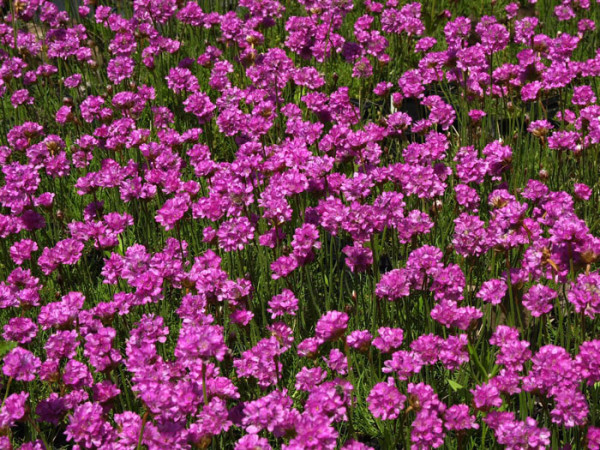 Armeria maritima &#039;Düsseldorfer Stolz&#039; (M), Grasnelke, Strandgrasnelke