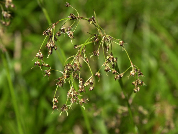 Luzula sylvatica (M), Wald-Marbel, Wald-Simse