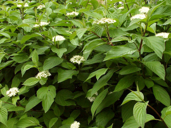 Cornus alba, Weißer Hartriegel