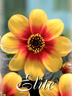 Mignon-Dahlie &#039;Sunshine&#039;, Dahlia (Art.Nr. 520576)