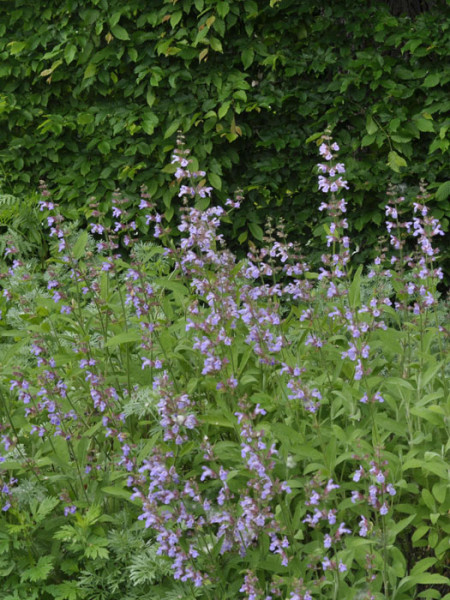 Apothekersalbei, Salvia officinalis