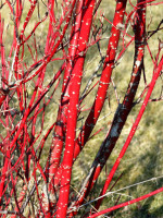 Cornus alba 'Sibirica', Sibirischer Hartriegel