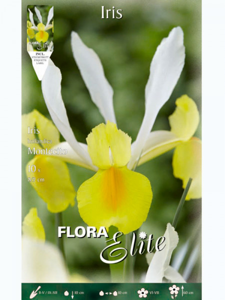 Holländische Iris &#039;Montecito&#039;, Iris hollandica (Art.Nr. 5969055)