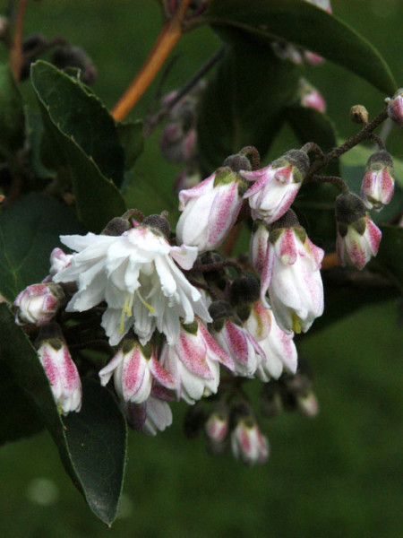 Blüte Maiblumenstrauch