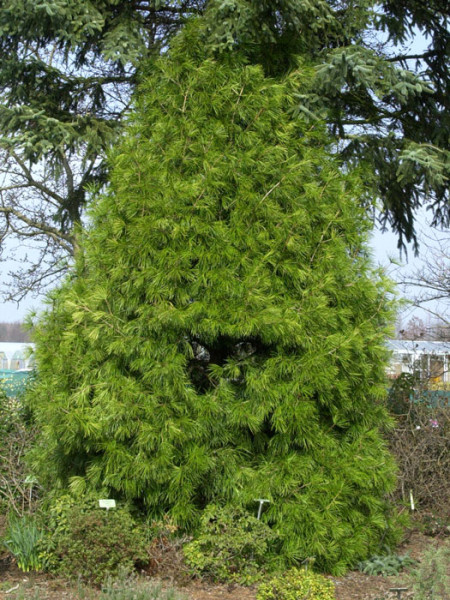 Japanische Schirmtanne Solitär