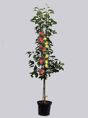 und Elstar Jonagold Duo-Apfelbaum,