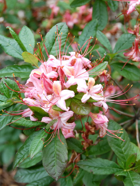 Rhododendron viscosum &#039;Lollipop&#039;, sommergrüne japanische Gartenazalee