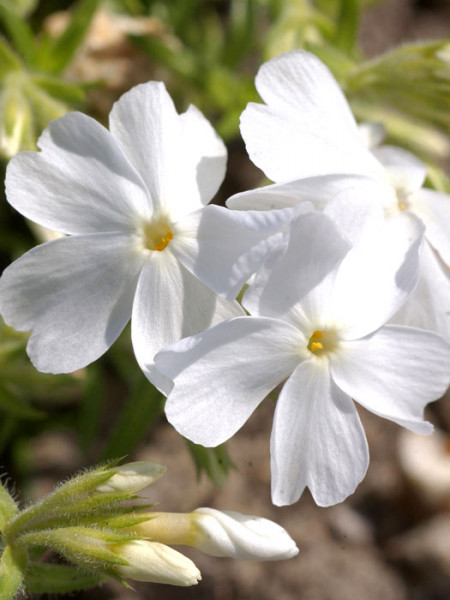 Phlox subulata &#039;White Delight&#039;, Polster-Phlox, Teppich-Phlox, Teppich-Flammenblume