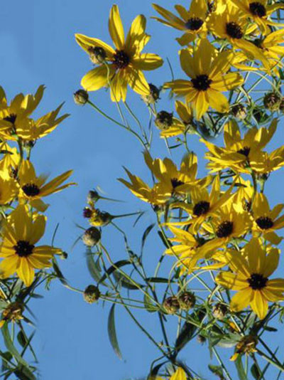 Coreopsis tripteris, Hohes Schönauge