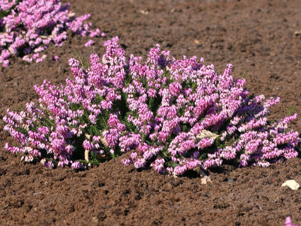 Die Schneeheide 'Rosalie' in einer Neupflanzung