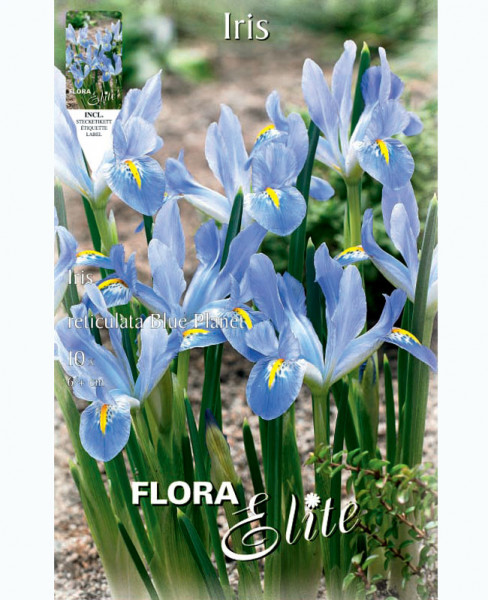 Zwergiris &#039;Blue Planet&#039;, Iris reticulata (Art.Nr. 5968770)