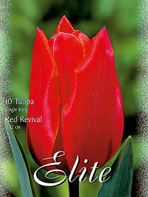 Einfache frühe Tulpe &#039;Red Revival&#039; (Art.Nr. 595120)